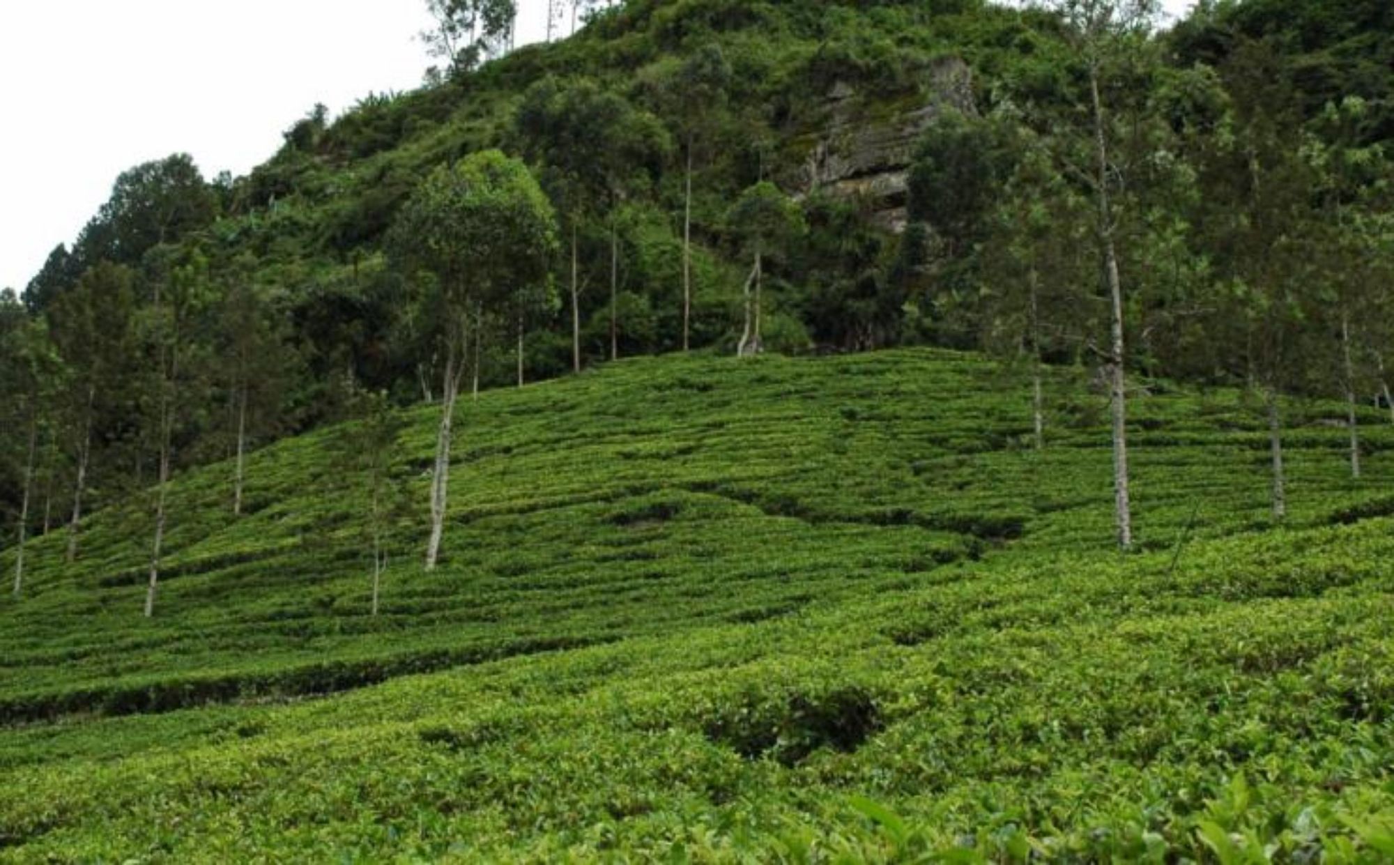 42 3* Nuwara Eliya